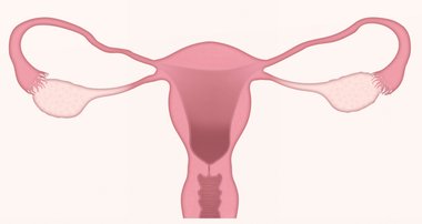 genitalia kvinne livmor eggstokk livmorhals skjede menstruasjon